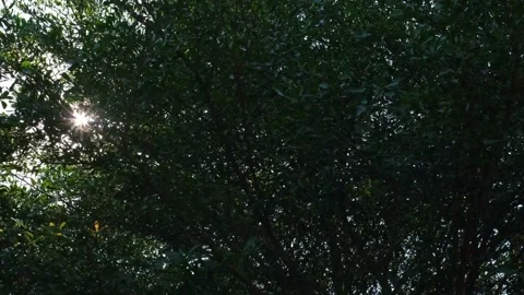 The sun break through the leaves Stock Footage 170742702