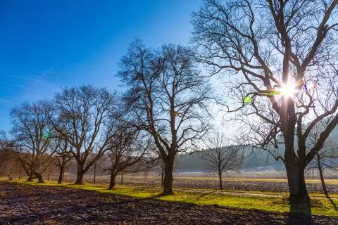 Sun is breaking throug branches of old oak trees Stock Photos