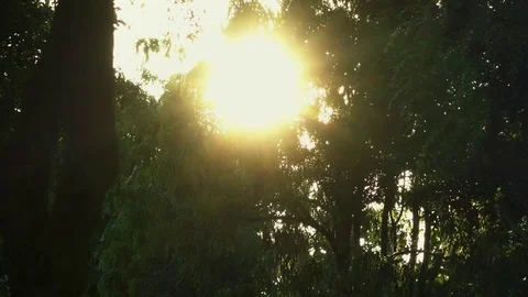 Sun breaking through the branches and leaves of trees Stock Footage 76789744