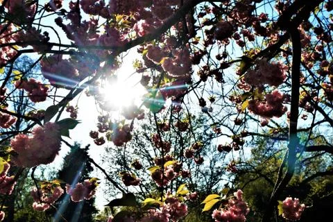Sun breaking through branches of pink blooming cherry tree Stock Photos