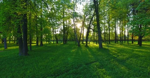 Sun breaking through deciduous trees Vídeo Stock 77572230
