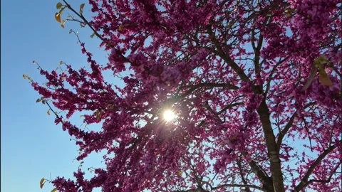 Sun Breaking Through Eastern Redbud Branches Stock Footage 308330198