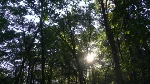 Sun Breaking through the Forest Tall Tress Video stock 237807235