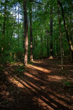 Sun Breaking Through On Forest Trail Foto stock