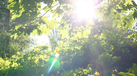 Sun breaking through green leaves Stock-Footage 37631238