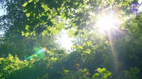 Sun breaking through green leaves. Shot with motorized slider Stock-Footage 40224492