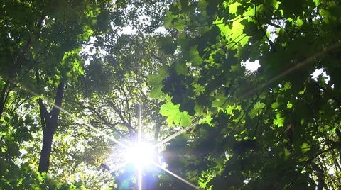 Sun Breaking Through Green Leaves. Video stock 45299049