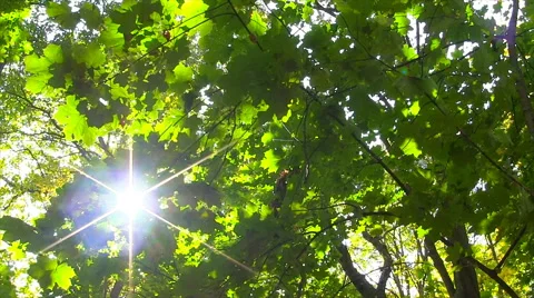 Sun Breaking Through Green Leaves. Stock Footage 45299610