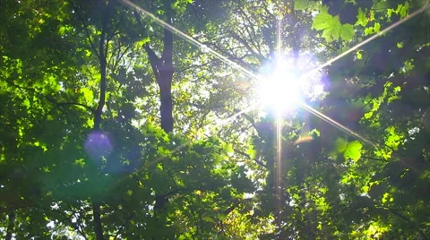 Sun Breaking Through Green Leaves. Stock Footage 45300079