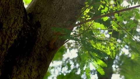 Sun breaking through the green leaves. Stock Footage 69785647