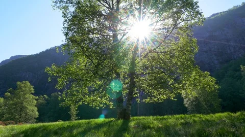 Sun breaking through green tree leaves. Beautiful summer landscape. 4K Stock-Footage 90748541