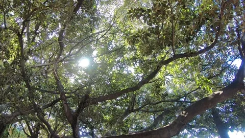 Sun breaking through the leaves of the trees Stock Footage 145753071