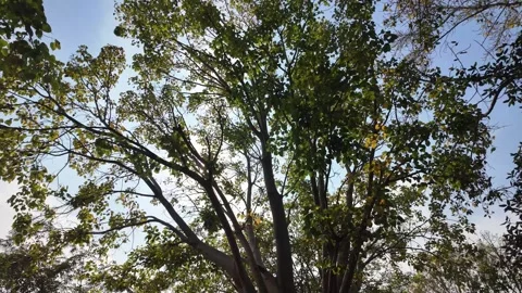 Sun breaking through the leaves of the trees Stock Footage 264723458
