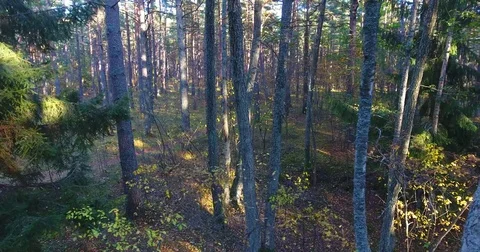 Sun breaking through pine forest trees. Aerial slow lateral movement - 2 Stock Footage 81321211