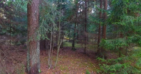Sun breaking through pine forest trees. Aerial slow lateral movement - 4 Stock Footage 81322839