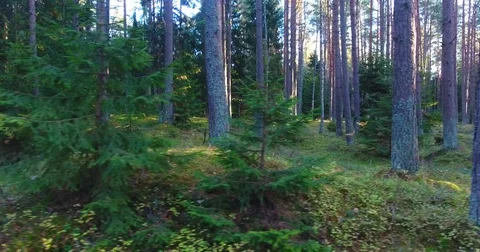 Sun breaking through pine forest trees. Aerial slow lateral movement - 1 스톡 동영상 81323129