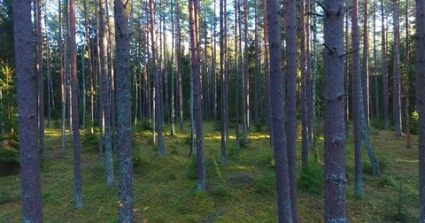 Sun breaking through pine forest trees. Aerial slow lateral movement - 3 스톡 동영상 81323418