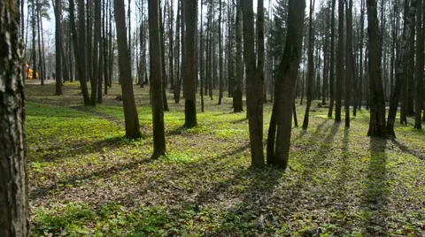Sun breaking through pine trees Stock Footage 63323820