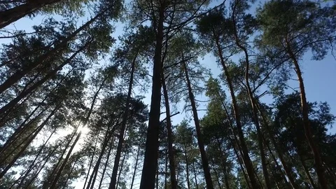 Sun breaking through pine trees Stock-Footage 73970779