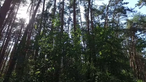 Sun breaking through pine trees Stock Footage 73971453