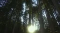 Sun breaking through pine trees in Dolomites forest, beautiful nature, Italy 4k or 4k+ Resolution