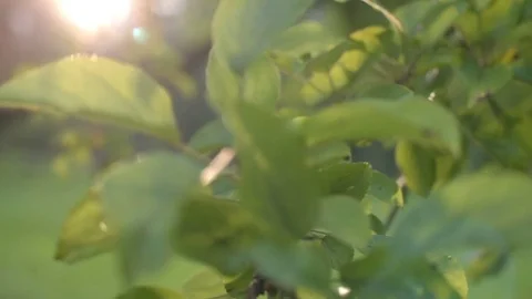 Sun breaking through pine trees Stock Footage 81879953