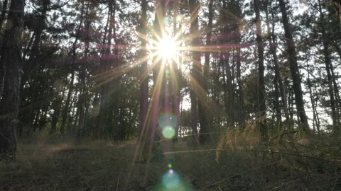 Sun breaking through pine trees Stock Footage 90750835