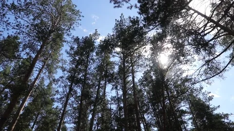 The sun breaking through the pines swaying in the wind Stock Footage 165945386