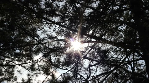 Sun breaking through the spruce branches. Evergreen forest. Low angle view. Stock Footage 49500753