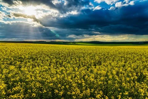 The sun breaking through storm clouds in a flowering rapeseed field. Stock Photos