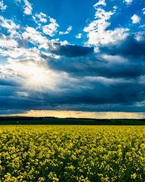 The sun breaking through storm clouds in a flowering rapeseed field. Stock Photos