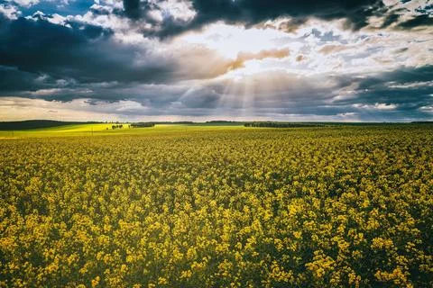 The sun breaking through storm clouds in a flowering rapeseed field. Stock Photos