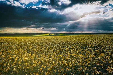 The sun breaking through storm clouds in a flowering rapeseed field. Stock Photos