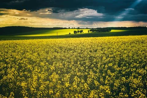The sun breaking through storm clouds in a flowering rapeseed field. Stock Photos