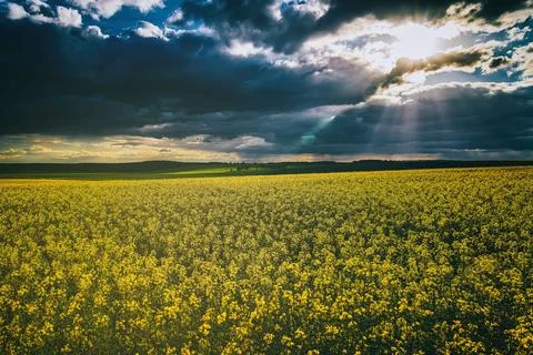 The sun breaking through storm clouds in a flowering rapeseed field. Stock Photos