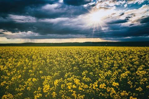 The sun breaking through storm clouds in a flowering rapeseed field. Stock Photos