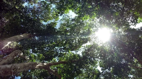Sun breaking through the trees. Stock Footage 37179962