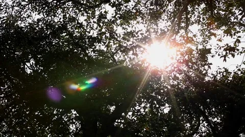 Sun breaking through trees Stock Footage 52954542