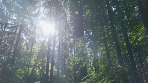 Sun breaking through trees Видео 302919427