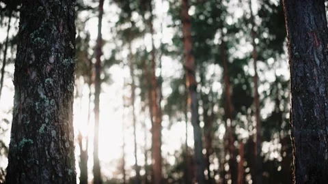 Sun is breaking through trees in the forest at the sunset in winter Видео 169502519