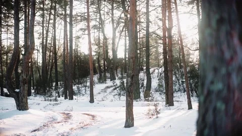Sun is breaking through trees in the forest at the sunset in winter Stock-Footage 169505845