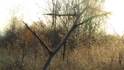 The sun breaks beautifully through the autumn grass Stock Footage 167770309