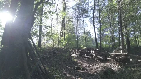 Sun breaks through and shadows in the forest view Vídeo Stock 166479280