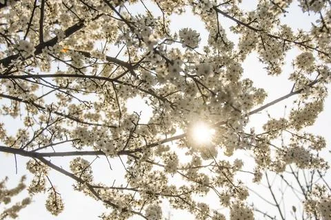 The sun breaks through the blooming cherry Stock Photos