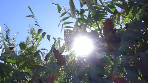 The sun breaks through the branches. Stock Footage 213153318