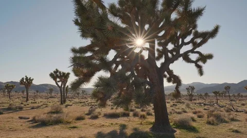 Sun breaks through the branches of Joshua tree in Joshua tree national park Stock Footage 127283555
