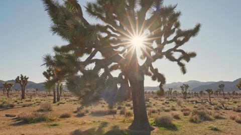Sun breaks through the branches of Joshua tree in Joshua tree national park Stock-Footage 230979893
