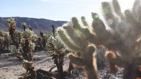 Sun Breaks Through The Branches Of Joshua Tree In Joshua Tree National Park Stock Footage 241569402