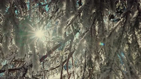 Sun breaks through the branches of spruce Stock Footage 195178936