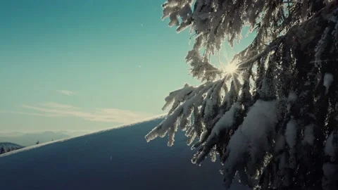 Sun breaks through the branches of spruce Stock Footage 195179703